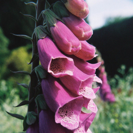 Flowers007b