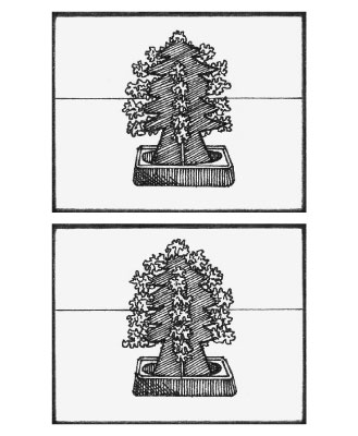 MagicTree001d